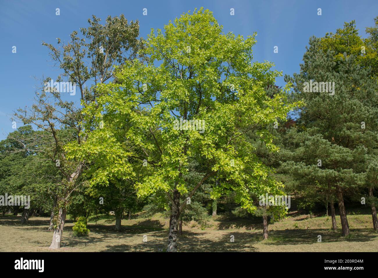 Estate Foliage di un tulipano cinese deciduo (Liriodendron chinense) Crescere in un giardino con un cielo blu luminoso sfondo Nel Devon Rurale Foto Stock