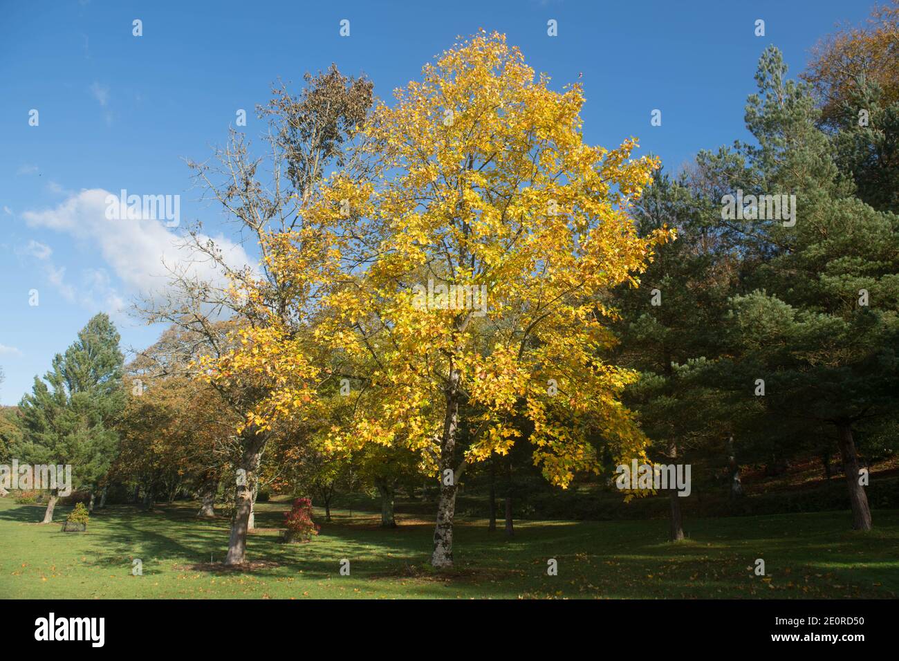 Foglie gialle brillanti dell'autunno su un tulipano cinese (Liriodendron chinense) che cresce in un giardino nel Devon Rurale, Inghilterra, Regno Unito Foto Stock