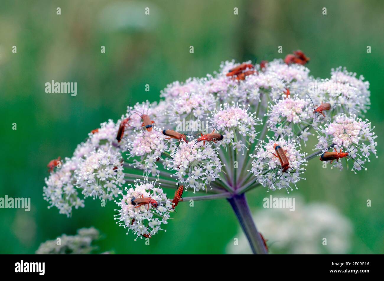 Beetles della specie Rhagonycha fulva su un fiore coinvolto in impollinazione Foto Stock
