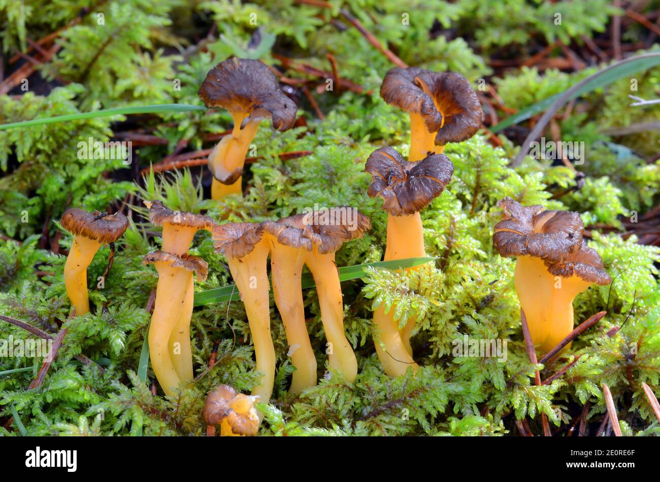 Craterellus lutescens o Cantharellus lutescens è un fungo selvatico commestibile molto apprezzato per il suo sapore che cresce nelle pinete Foto Stock