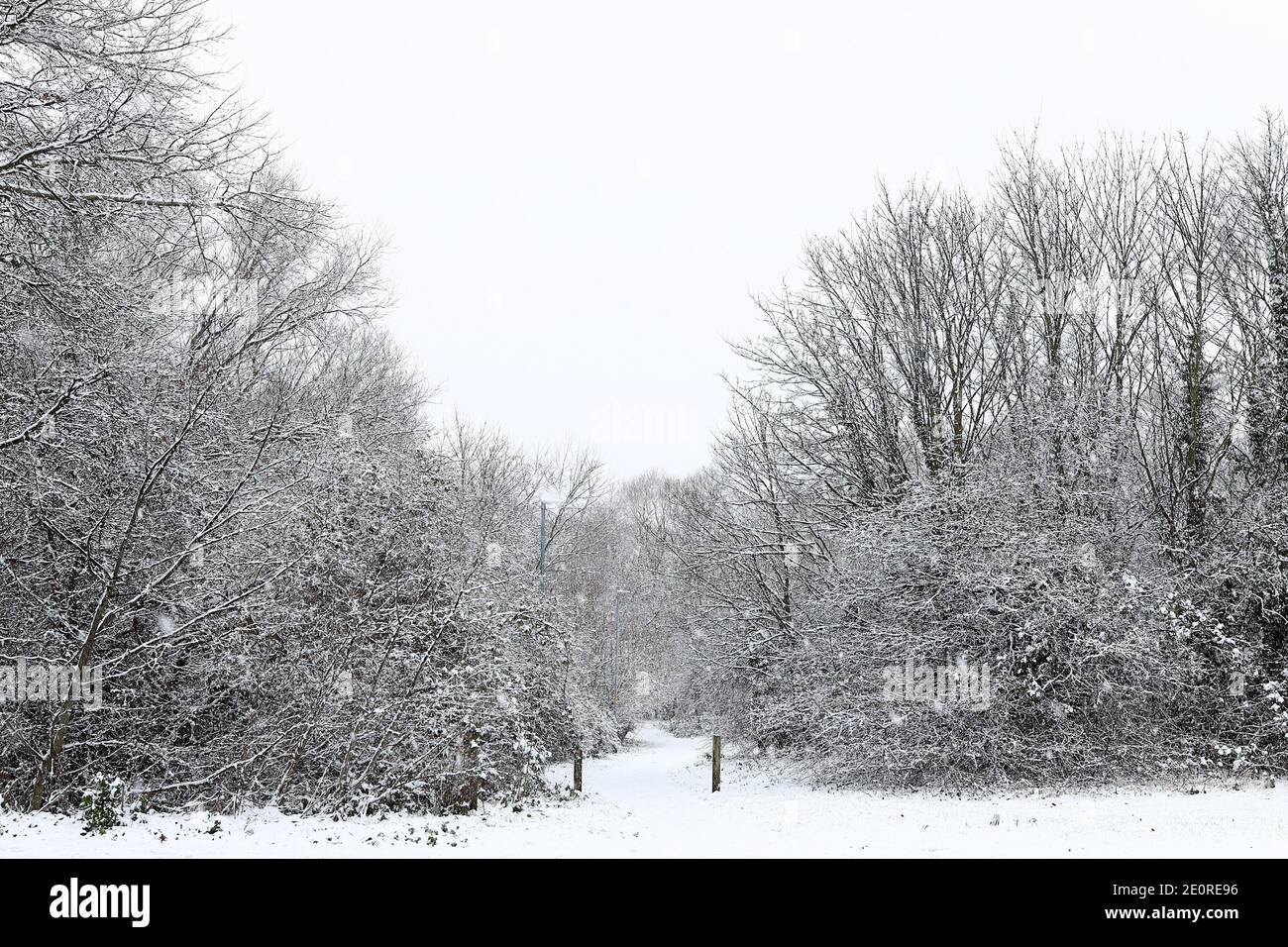 Una fotografia invernale di 'The Spinney' Stainton Village Middlesbrough Foto Stock
