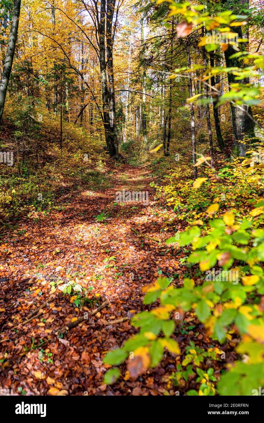Incredibili foglie gialle in autunno nella foresta Foto Stock