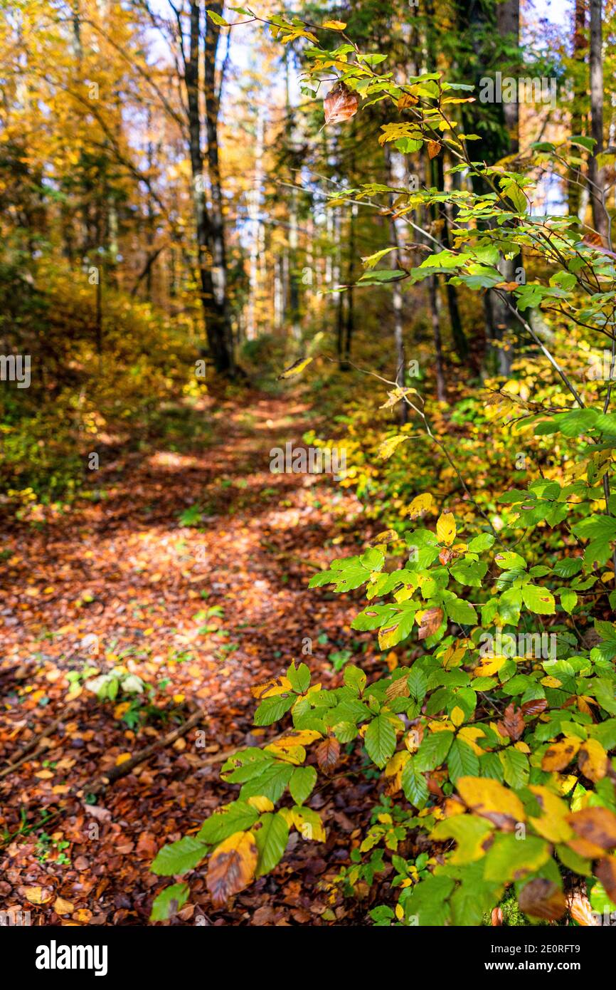 Incredibili foglie gialle in autunno nella foresta Foto Stock