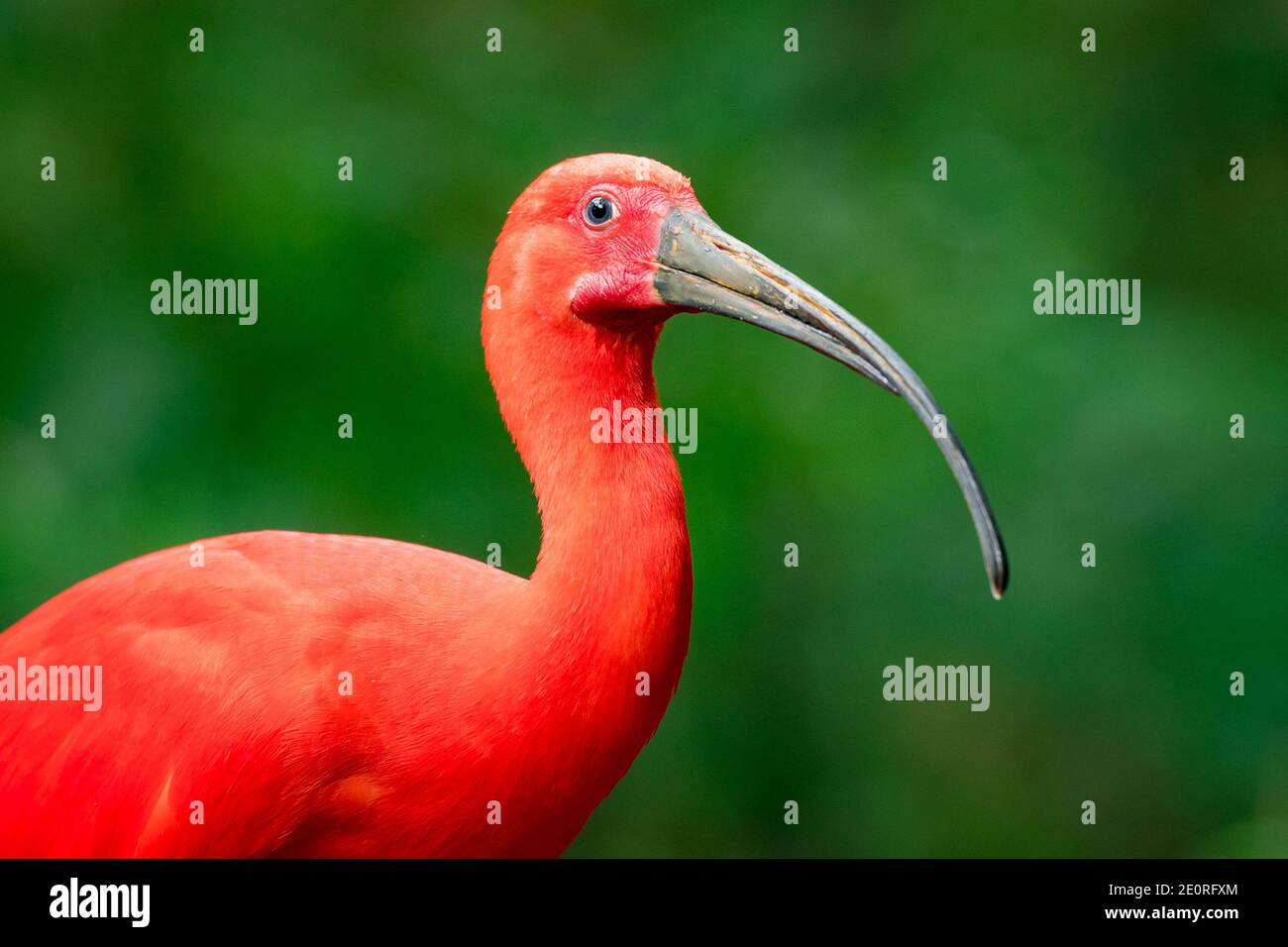 Ritratto di Scarlet Ibis (Eudocimus Ruber) uccello nella foresta Foto Stock
