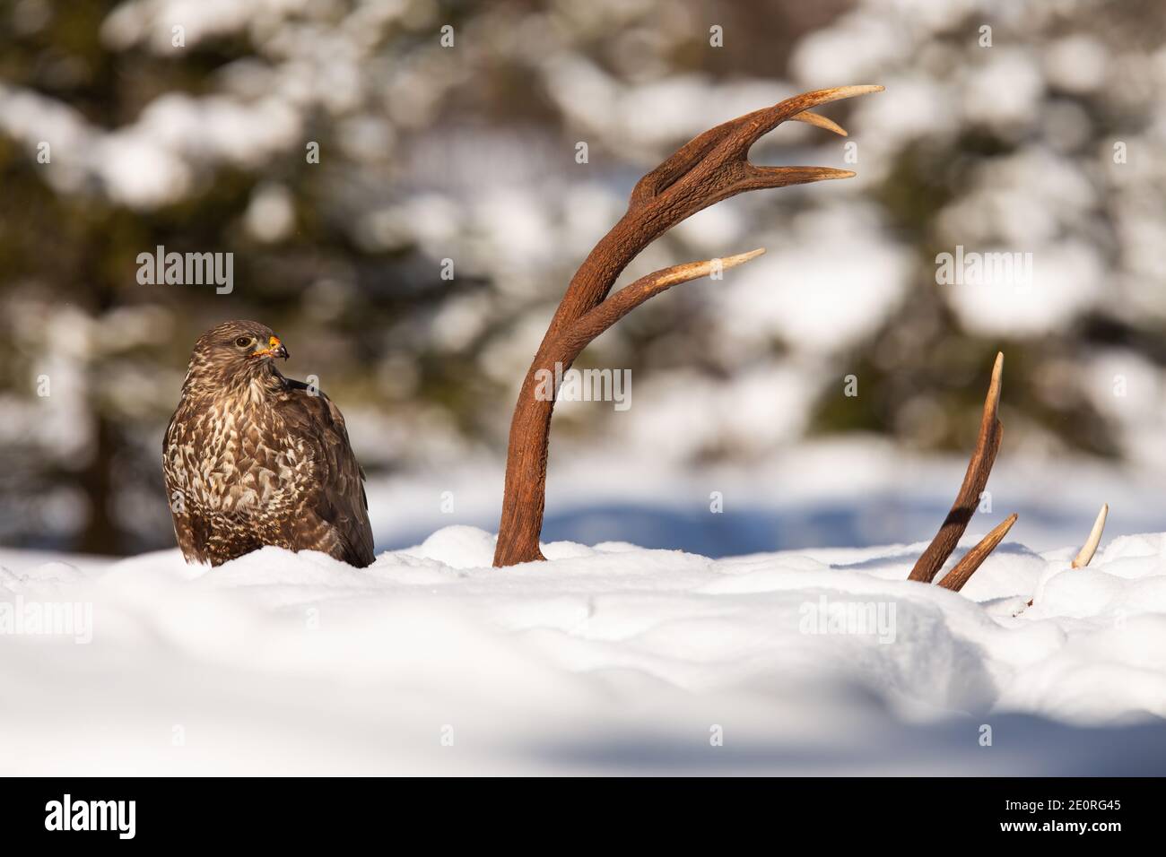 Ronzio comune guardando le antlers sulla neve in inverno Foto Stock