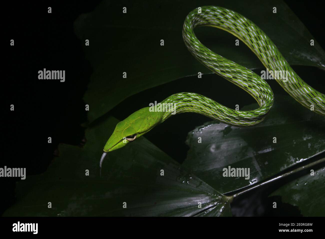 Serpente verde su sfondo nero - serpente comune di vite (ahaetulla nasuta). Serpente dalla giungla del sud-est asiatico. Foto Stock