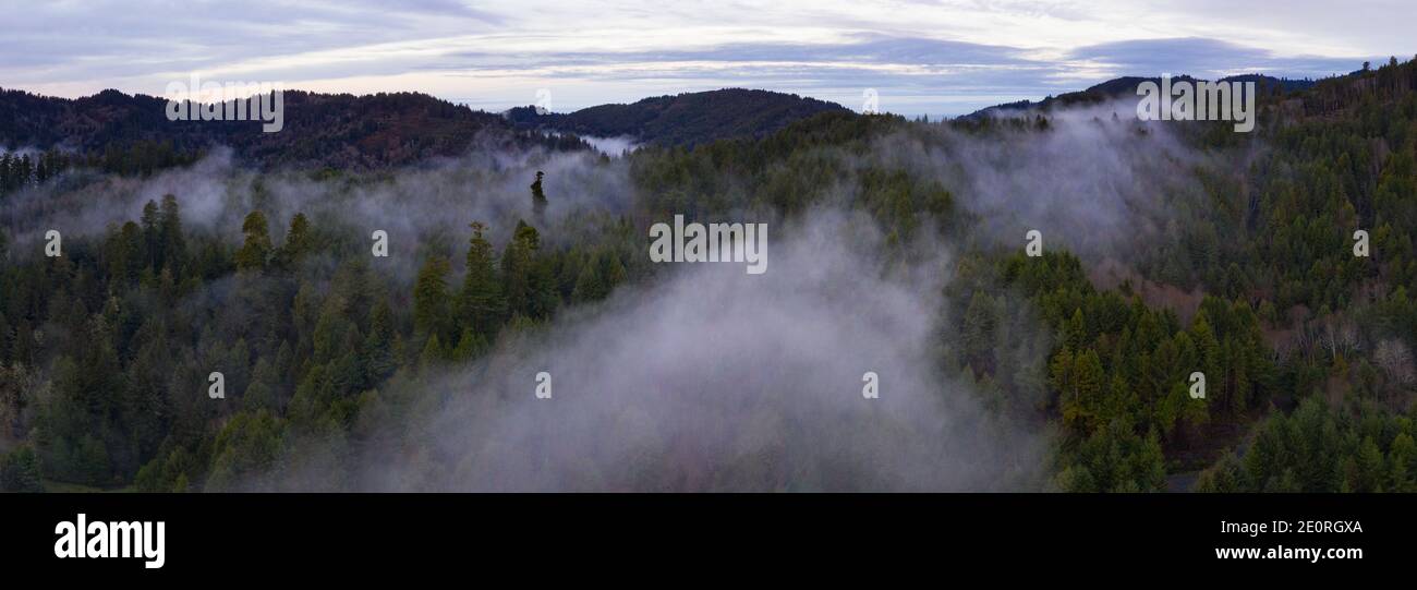 La nebbia mattutina si innalcia su una vasta foresta di sequoie, sempervirens Sequoia, fiorente a Klamath, California del Nord. Foto Stock
