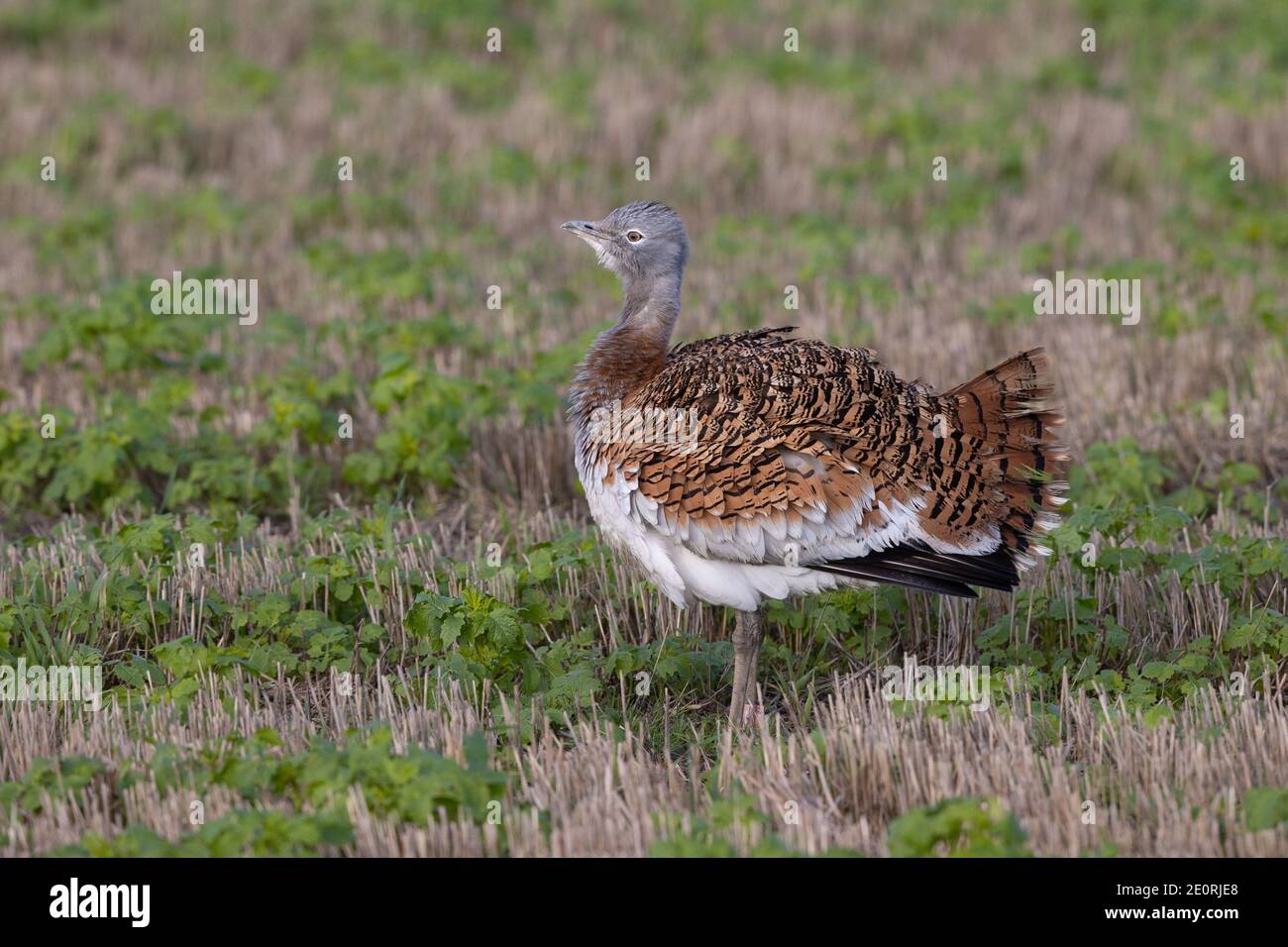 Great Bustard, Otis tarda, Oxfordshire, Regno Unito Foto Stock