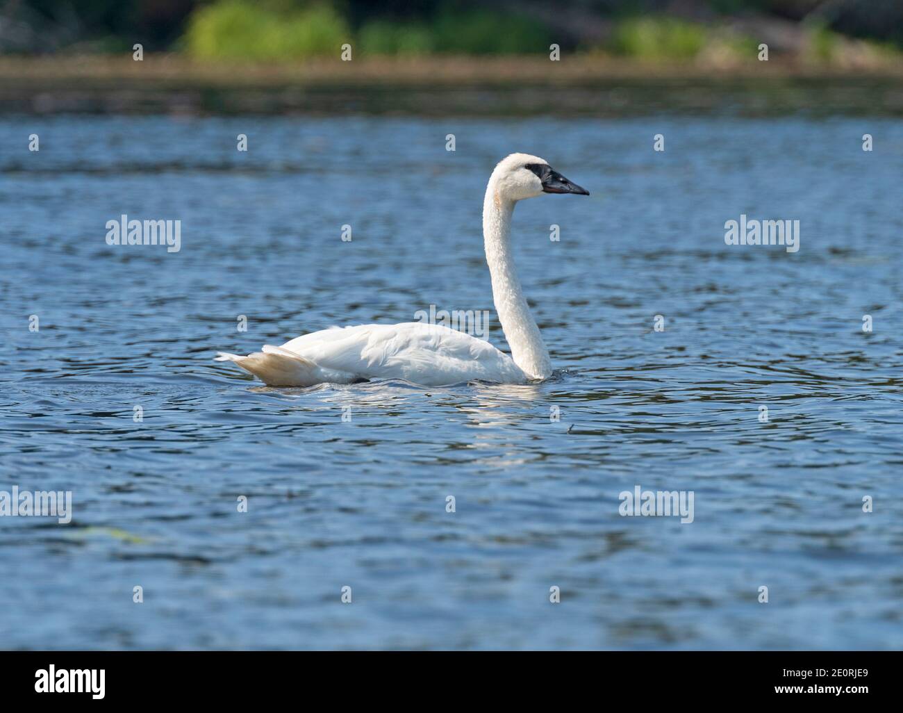 Il trombettista Swan in un lago di North Woods nella Sylvania Natura selvaggia nel Michigan Foto Stock