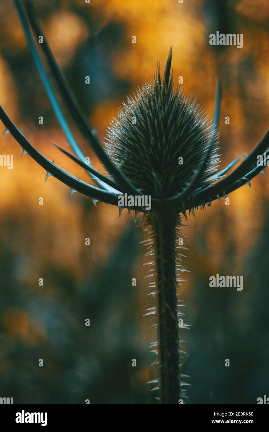 Dipsacus fullonum fiore essiccato in natura Foto Stock