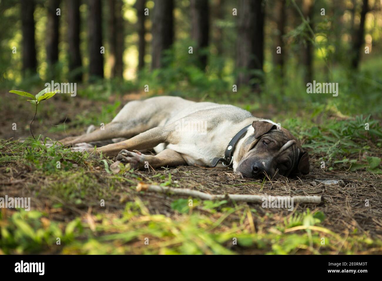 Un cane solita dorme nei boschi dopo un lungo periodo viaggio su strada Foto Stock