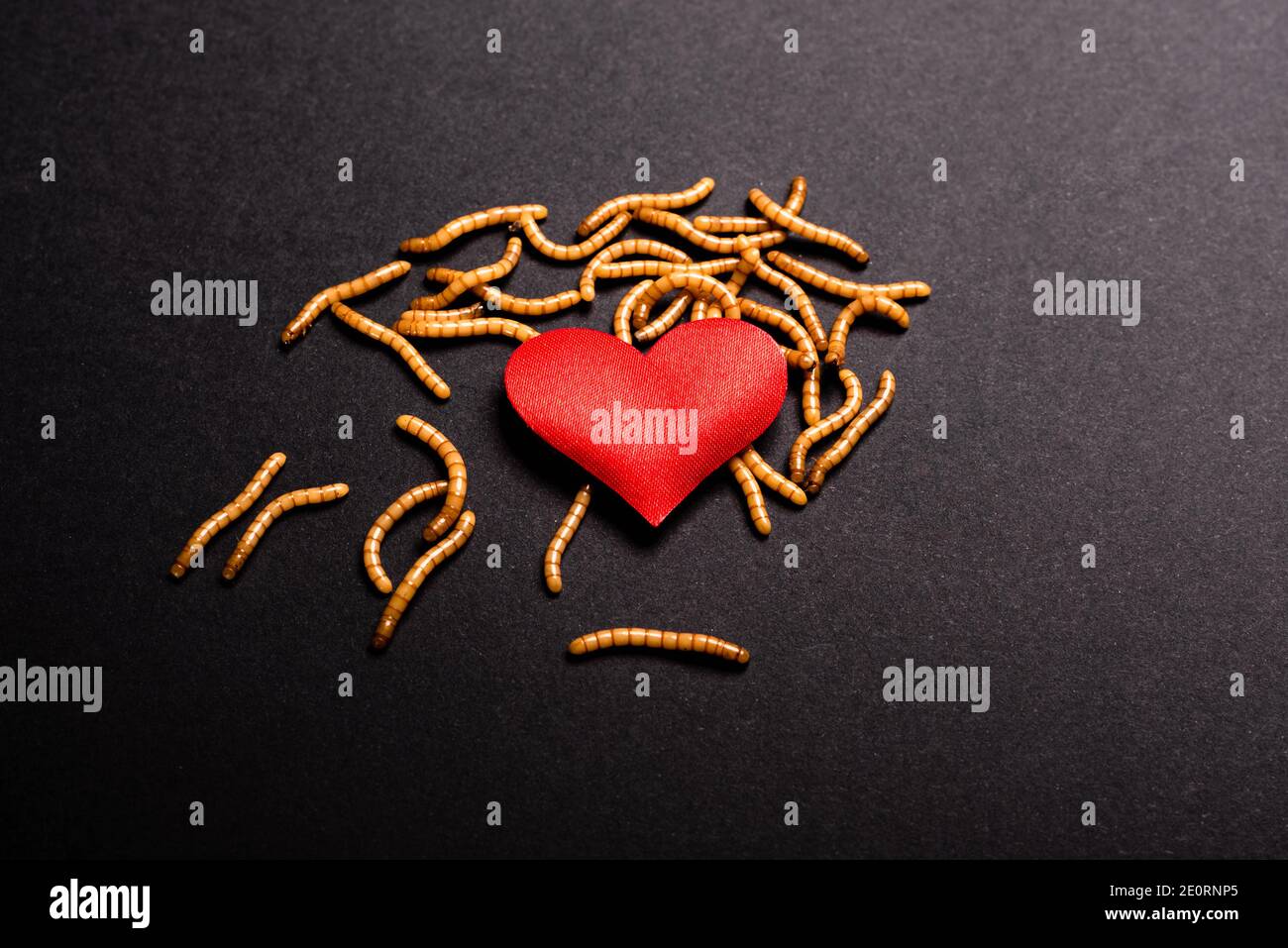 Vermi divorano il cuore rosso dell'amore perduto e marcio. Foto Stock