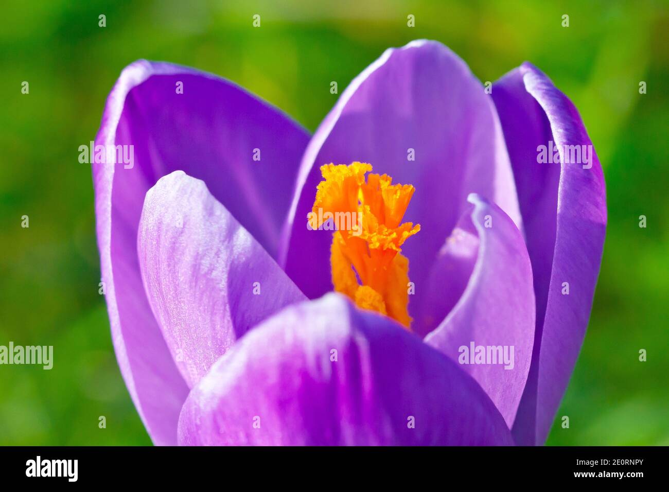Crocus (forse crocus vernus), primo piano di un singolo fiore viola, forse un giardino scappato o deliberatamente piantato. Foto Stock