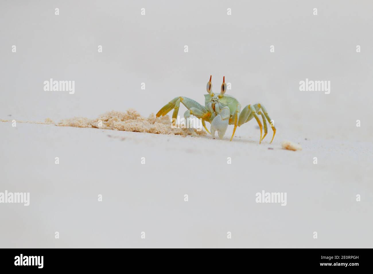 Un granchio fantasma corno-eyed o granchio fantasma (ocipode ceratoftalmus) sulla spiaggia di Cosmoledo atollo, Seychelles Foto Stock