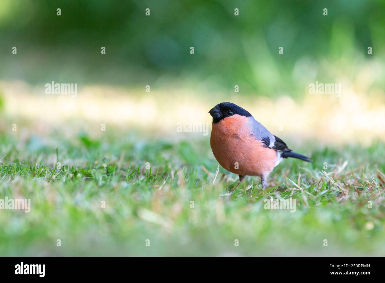 Maschio Bullfinch [ Pirrhula pirrhula ] su prato fotografato da il suo livello degli occhi Foto Stock