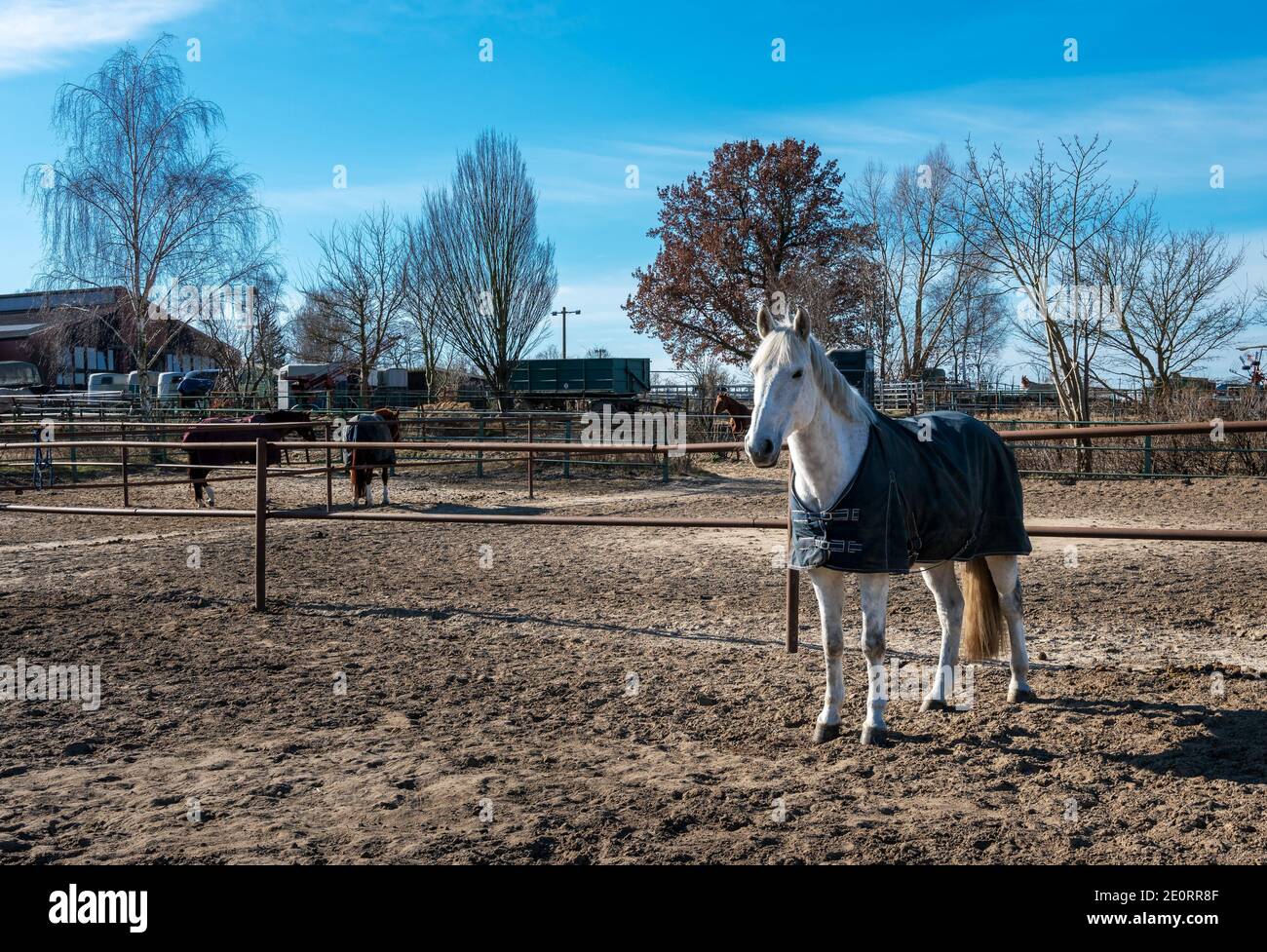 Cavallo sulla fattoria di cavalli Foto Stock