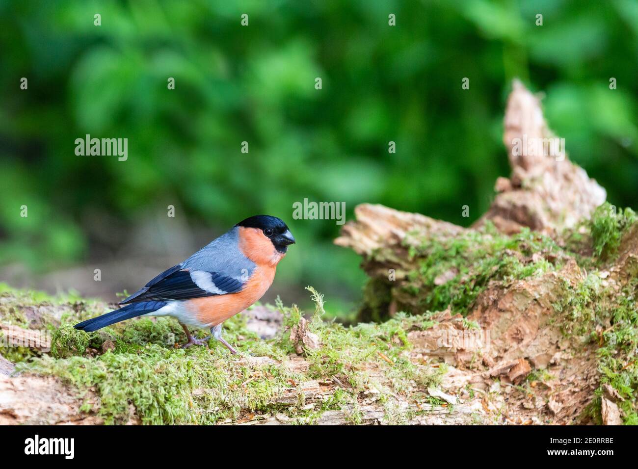 Bullfinch maschio [ Pyrrhula pyrrhula ] sul moncone di muschio Foto Stock