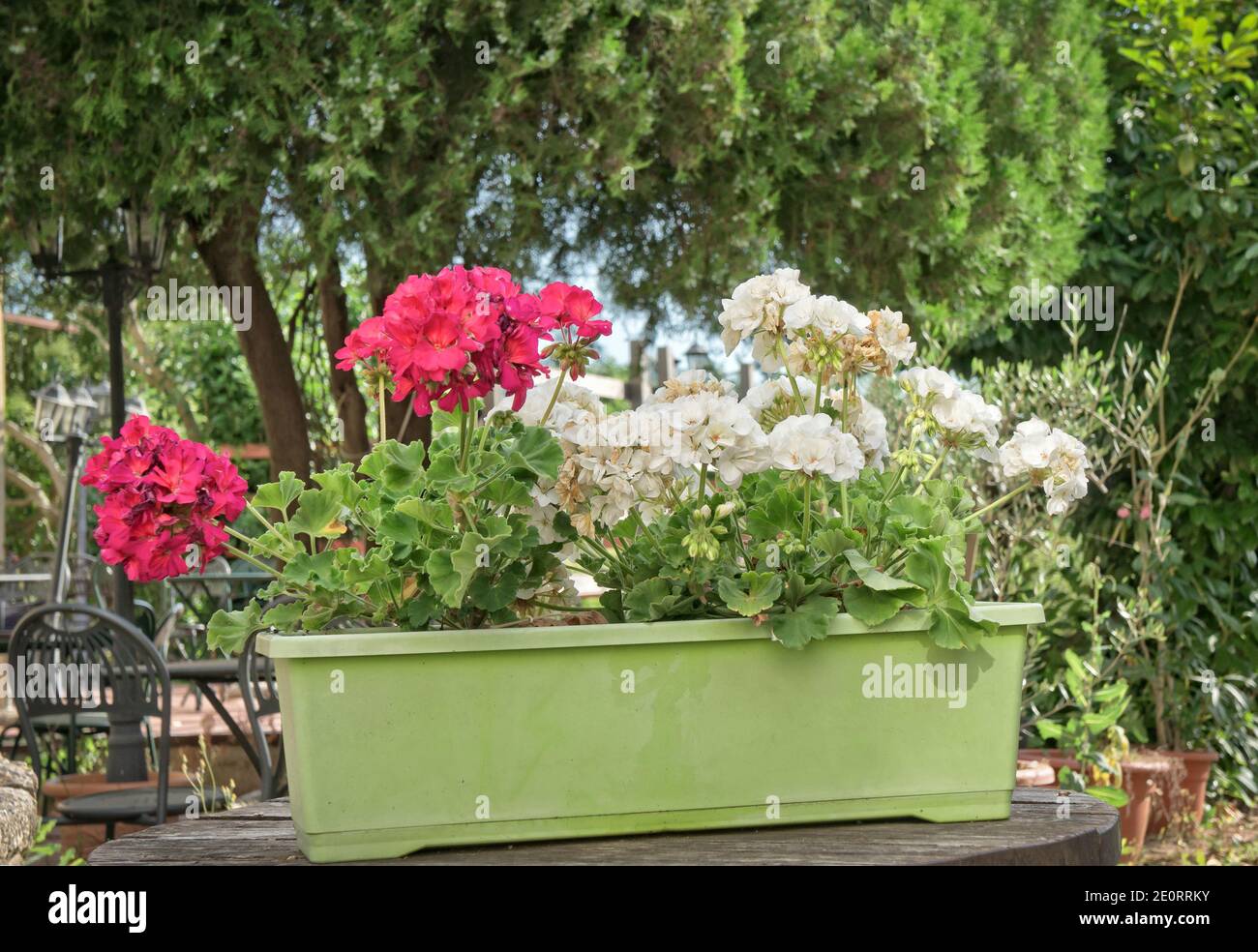 Geranio fiori in un vaso Foto Stock