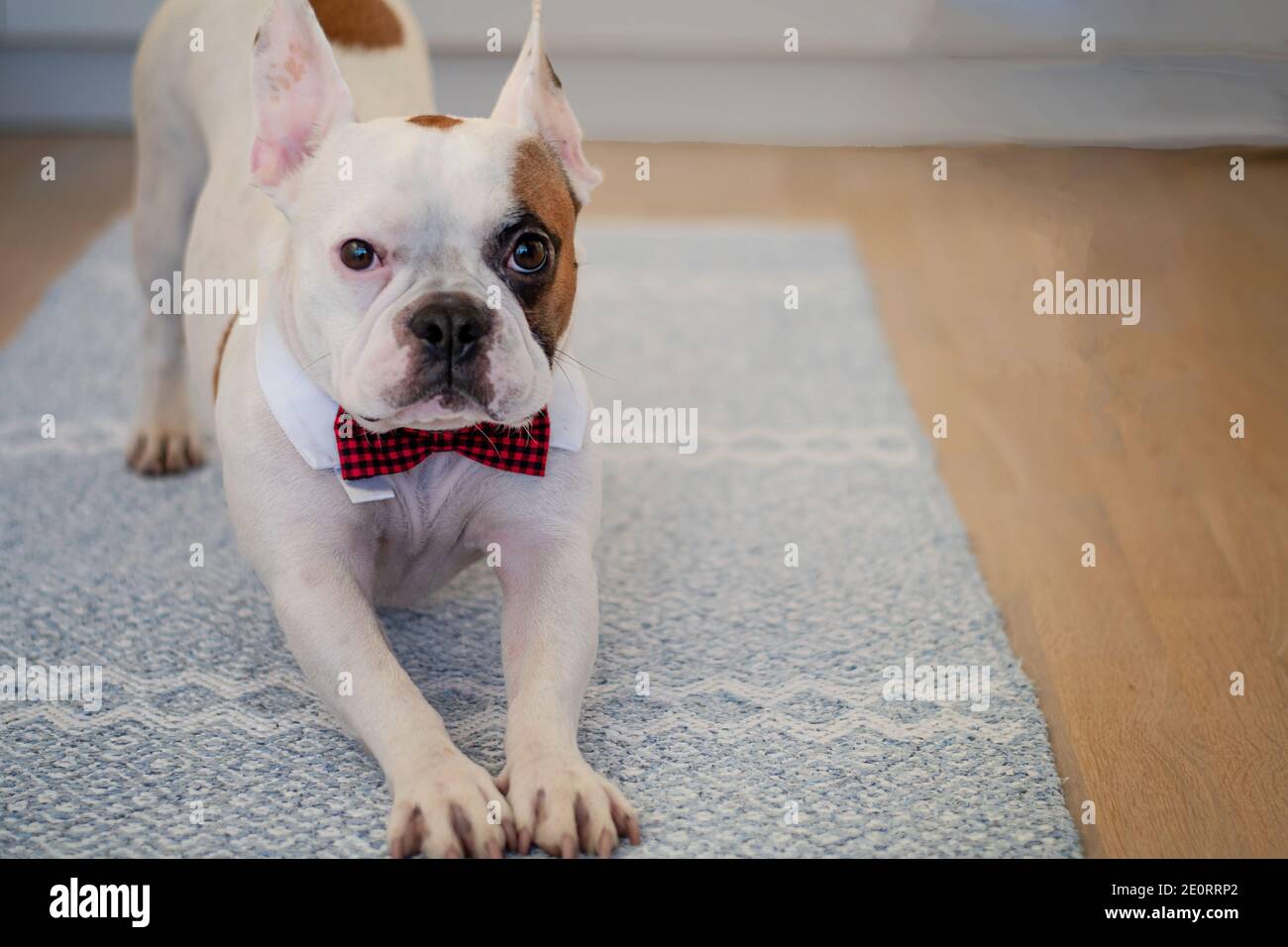 Bulldog francese vestito con un cravatta di prua, che si allunga prima che le celebrazioni di festa comincino. Foto Stock