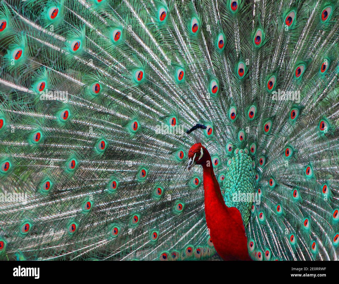 bellissimo pavone colorato nello zoo foto montaggio rosso e. verde Foto Stock