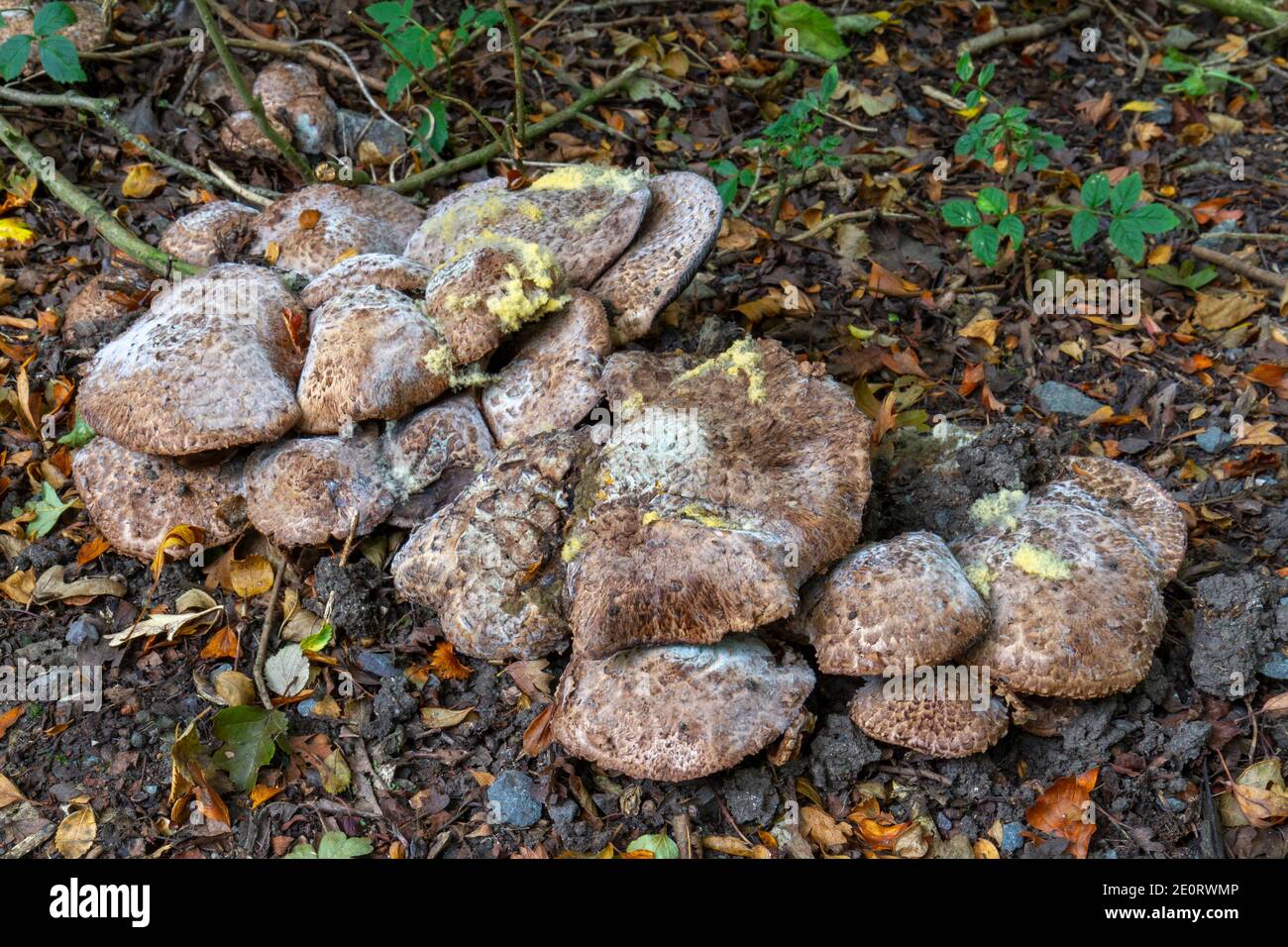 Grandi funghi marroni (non identificati) che crescono sul terreno sul Bosworth Battlefield Trail, vicino a Market Bosworth, Leicestershire, Regno Unito. Foto Stock