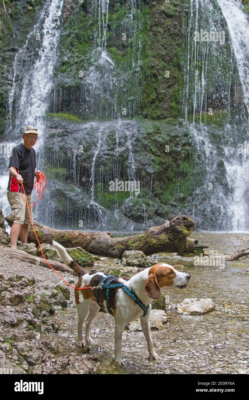 Beagle e il suo proprietario farete una passeggiata al Josefstaler Cascata in alta Baviera Foto Stock