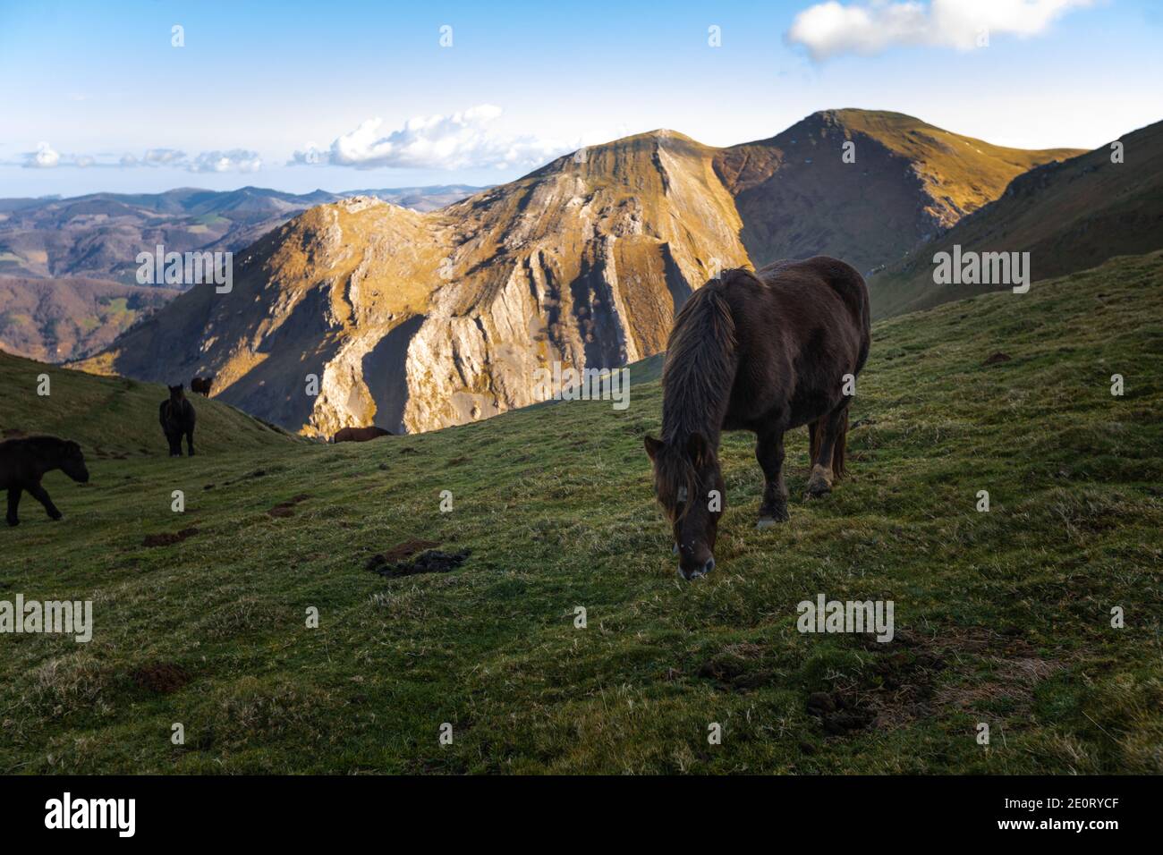 Pascolo dei cavalli sulla catena montuosa dell'Aralar, nei Paesi Baschi. Foto Stock