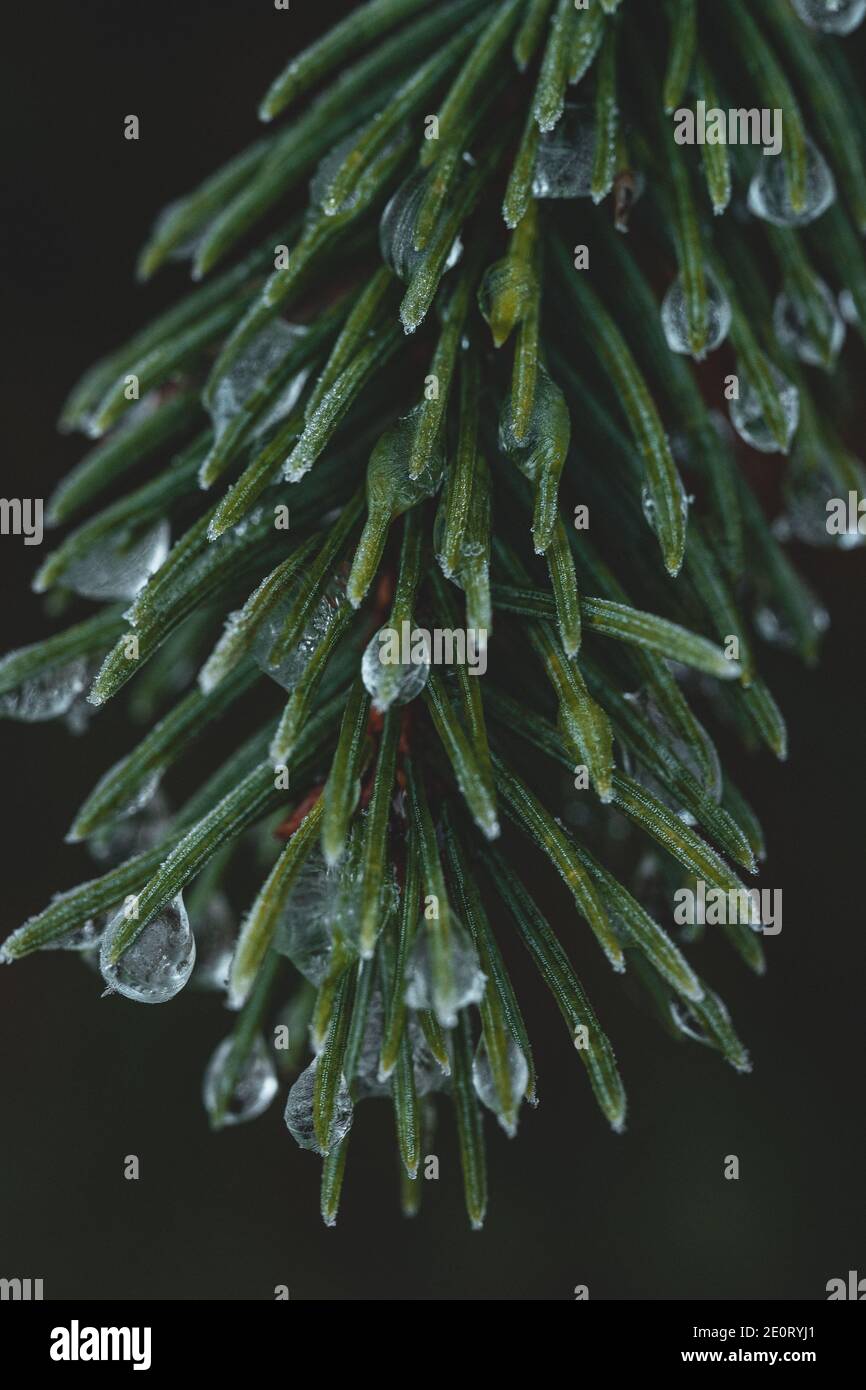 Gocce d'acqua su una conifere Foto Stock