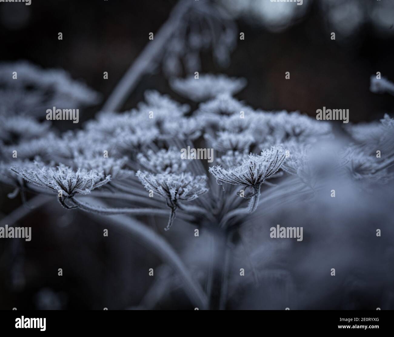 Fiore invernale Foto Stock