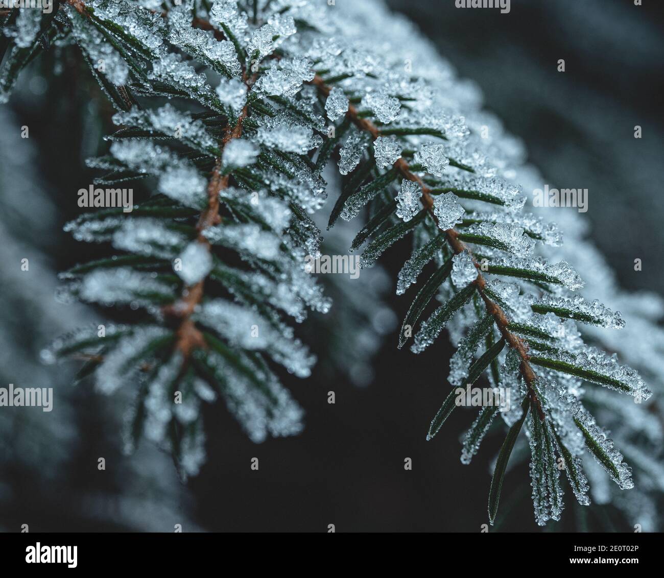 Rami di abete ricoperti di cristalli di ghiaccio Foto Stock