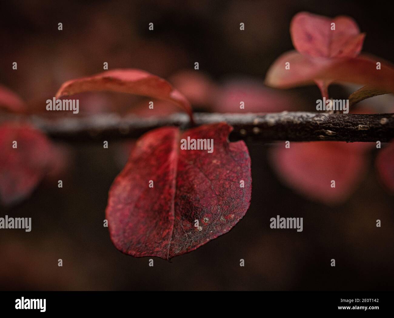 foglie rosse in autmun Foto Stock
