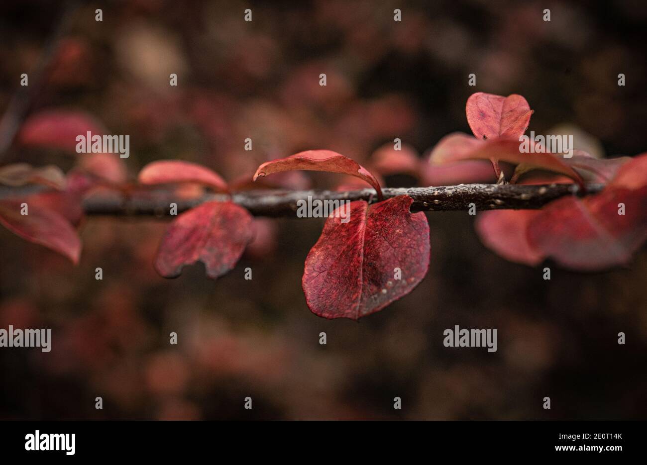 foglie rosse in autmun Foto Stock