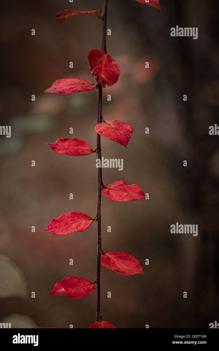 foglie rosse in autmun Foto Stock