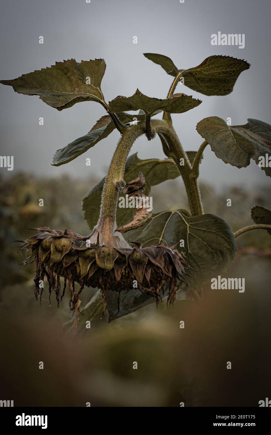 Gli ultimi giorni un campo di girasole su una nebbia mattina Foto Stock