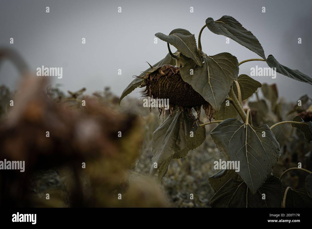 Gli ultimi giorni un campo di girasole su una nebbia mattina Foto Stock