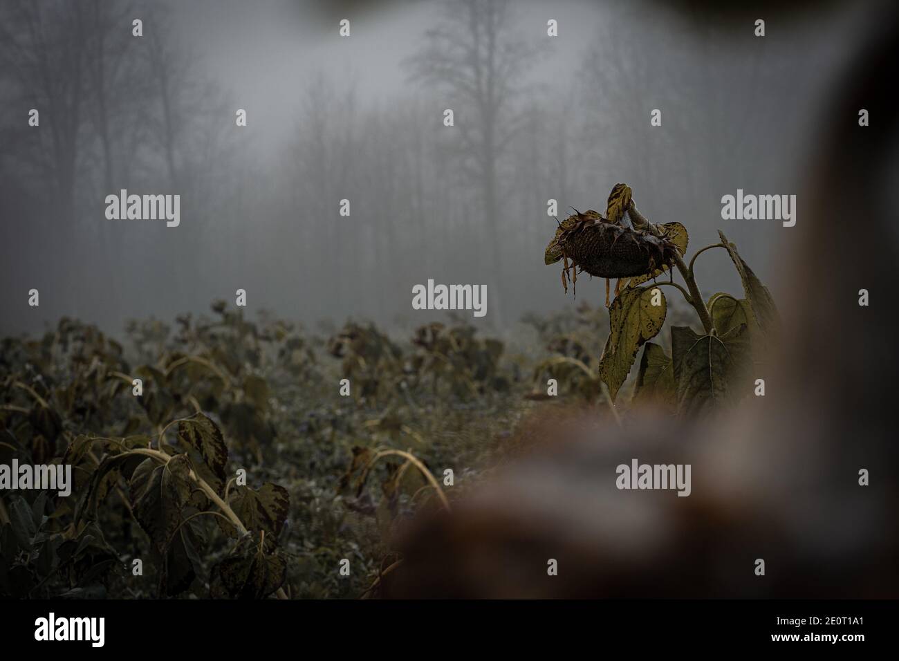 Gli ultimi giorni un campo di girasole su una nebbia mattina Foto Stock