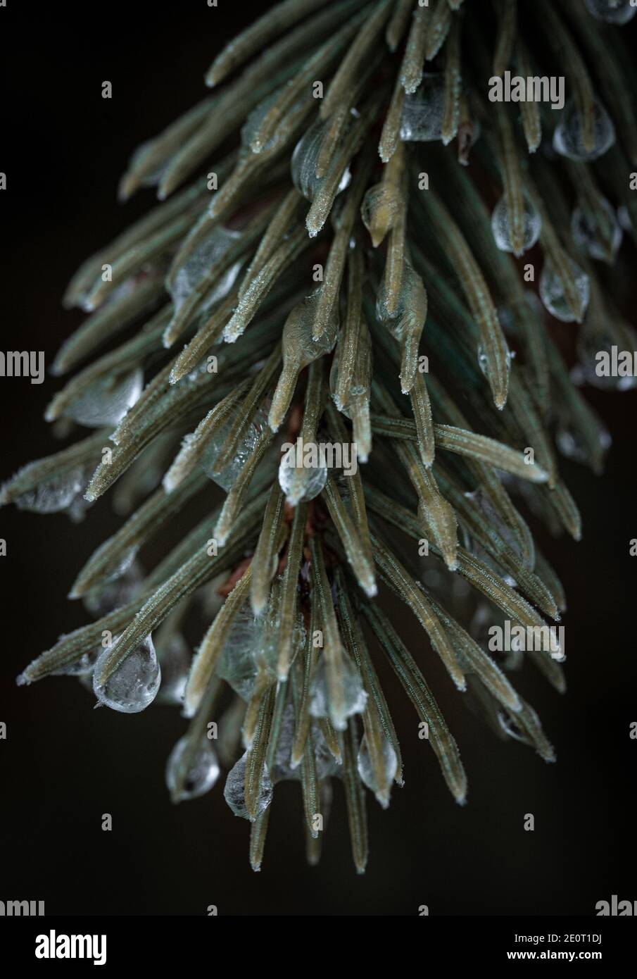 Gocce d'acqua su una conifere Foto Stock