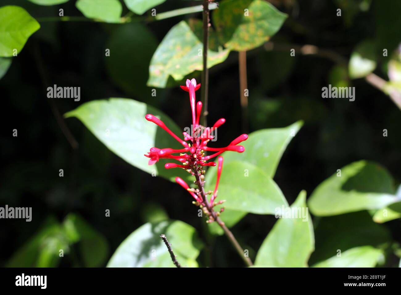 Fuoco selettivo su un piccolo fiore rosso come un imbuto e pochi piccoli germogli rossi Foto Stock