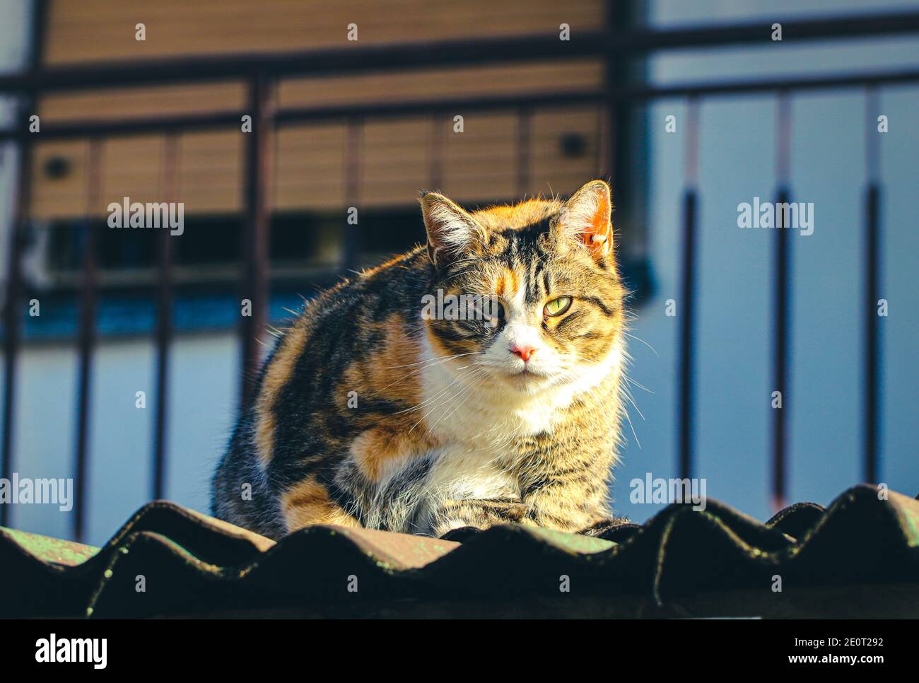 Gatto colorato seduto sul tetto Foto Stock