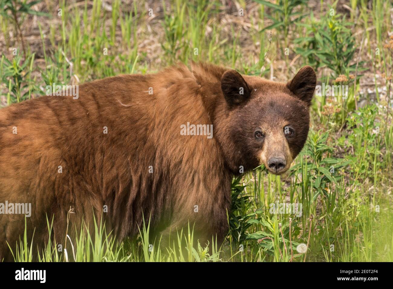 Un orso bruno giovanile, invade lungo l'autostrada dell'Alaska vicino al fiume Swift, Yukon, Canada. Foto Stock
