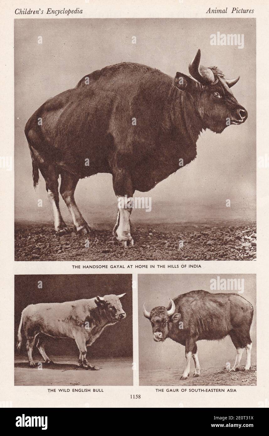 Il bestiame di un migliaio di colline - il bel Gayal nelle colline dell'India / il toro inglese selvaggio / il Gaur del Sud-Est asiatico. Foto Stock