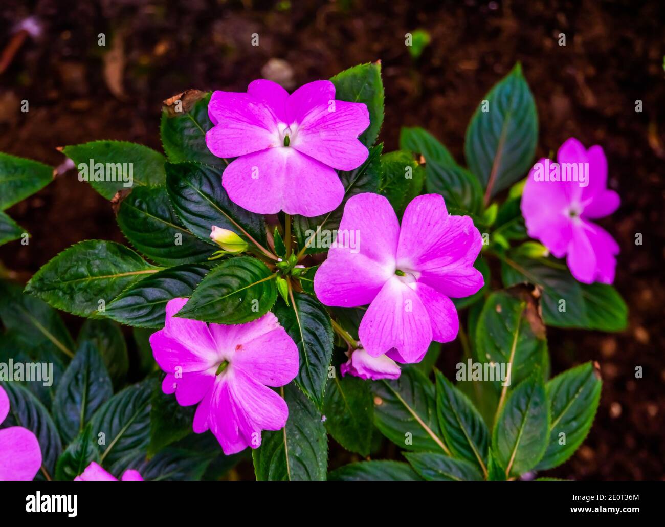 Bella rosa colorato occupato fiori lizzie in closeup, popolare specie di piante esotiche provenienti dall'Africa Foto Stock