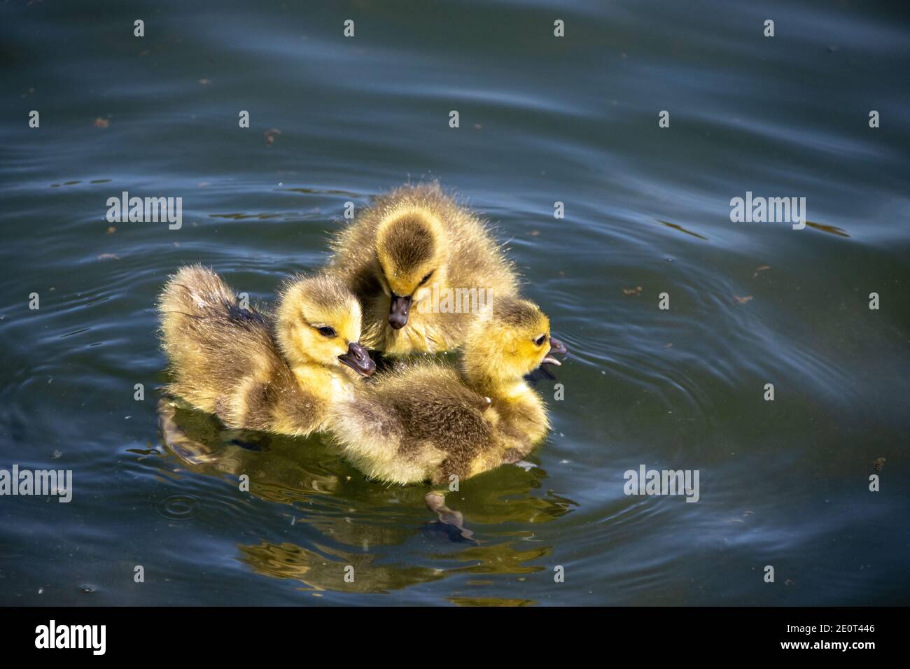 Un gruppo di tre simpatici pulcini gialli per bambini Foto Stock