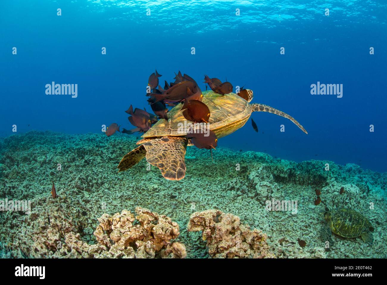 Questa tartaruga verde, Chelonia mydas, specie in via di estinzione, sta pulendo il suo guscio da una scuola di pesce surgeonfish goldring, Ctenochaetus strigosus, Foto Stock