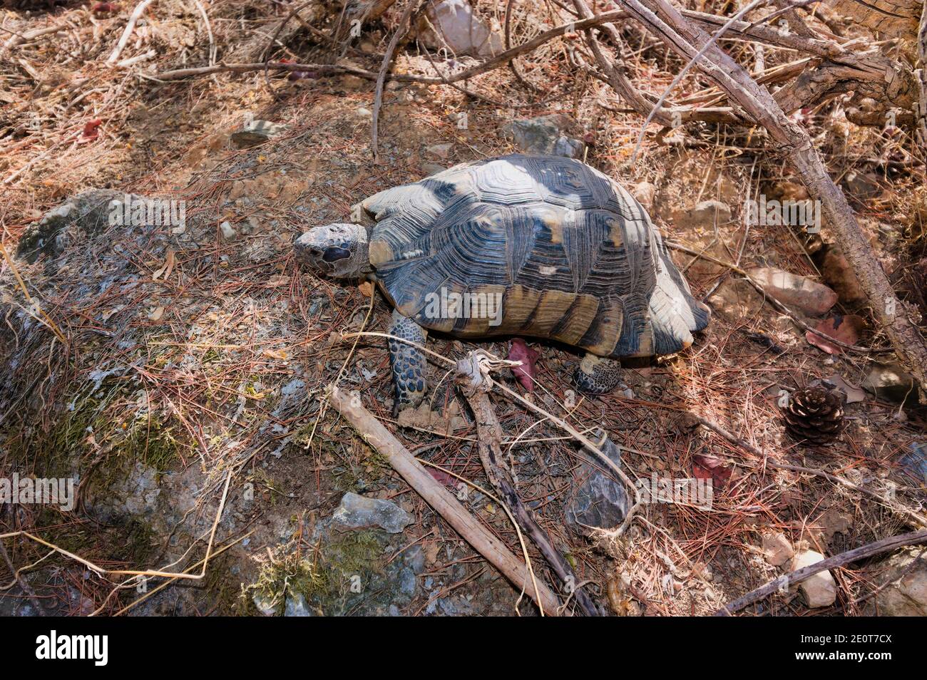 Tartaruga greca, tartaruga a coscia spira, testudo graeca. Tartaruga selvaggia nella foresta. Foto Stock