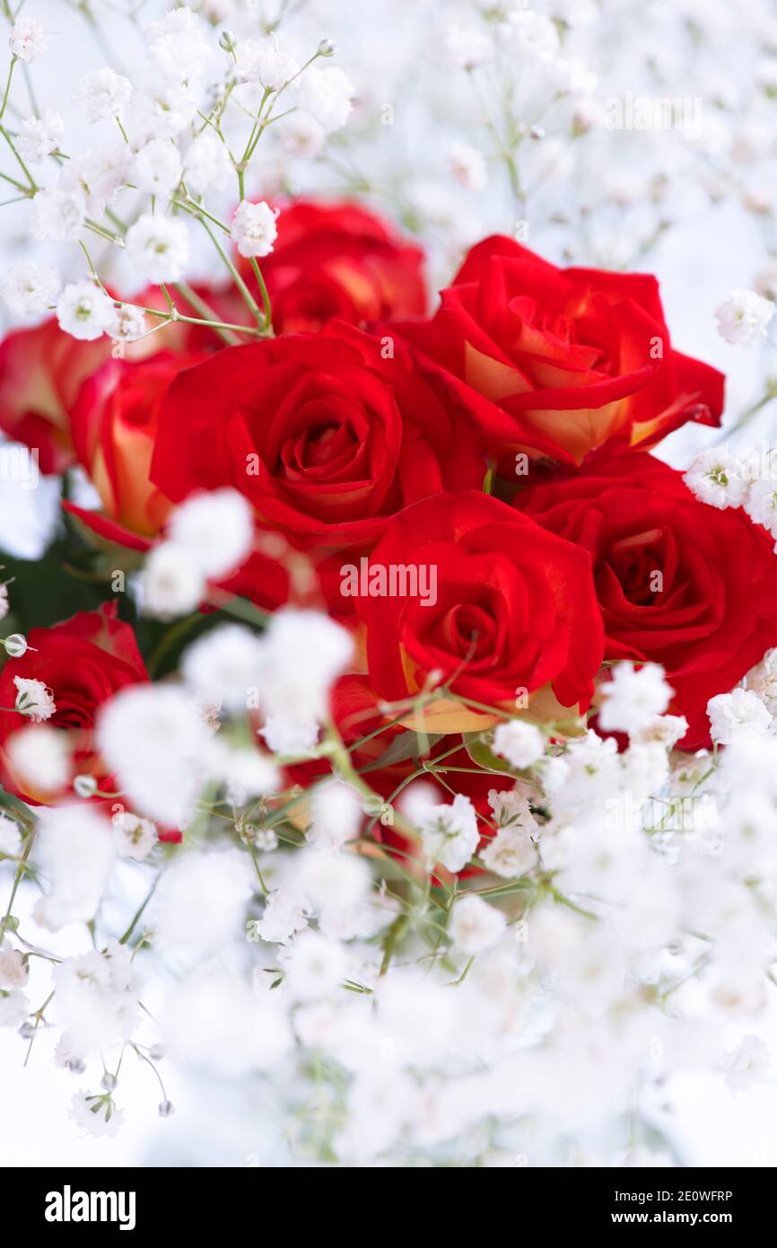 morbide rose rosse romantiche incorniciate con gypsophila girato in un fuoco selettivo, spazio di copia superiore e inferiore. Risorse grafiche ideali per schede, poster adver Foto Stock