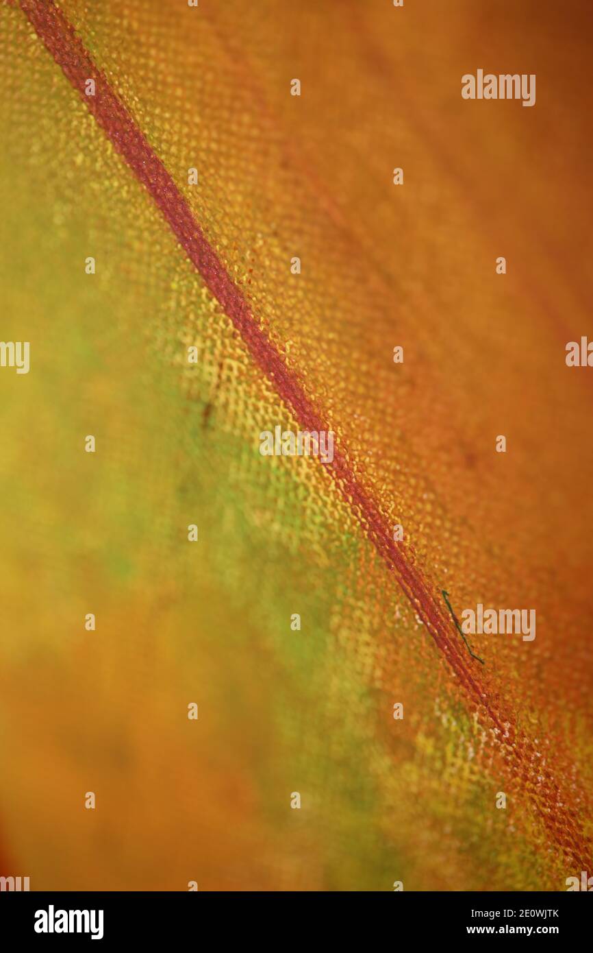 Vernice acrilica colorata su tela arte attacco primo piano moderne stampe di alta qualità. Foto Stock
