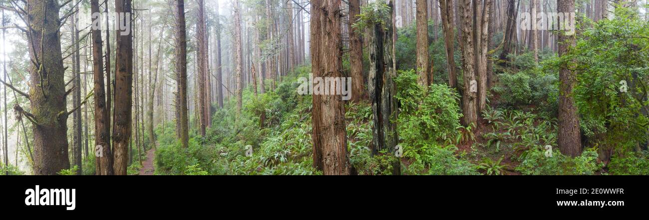 Gli alberi di sequoia, sempervirens di Sequoia, prosperano in una foresta umida e costiera in Klamath, California del nord. Le sequoie sono gli alberi più grandi della Terra. Foto Stock