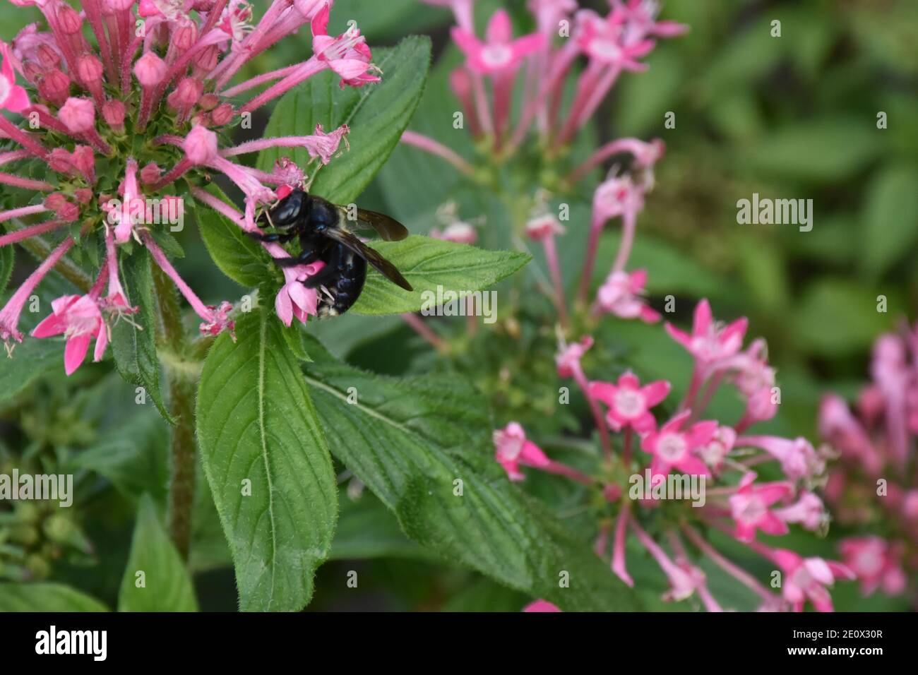 Ho creato questa macro-immagine di una ape su un fiore o api su un fiore per praticare le mie abilità di fotografia macro. Il Bumble Bee è anche conosciuto come Humbl Foto Stock
