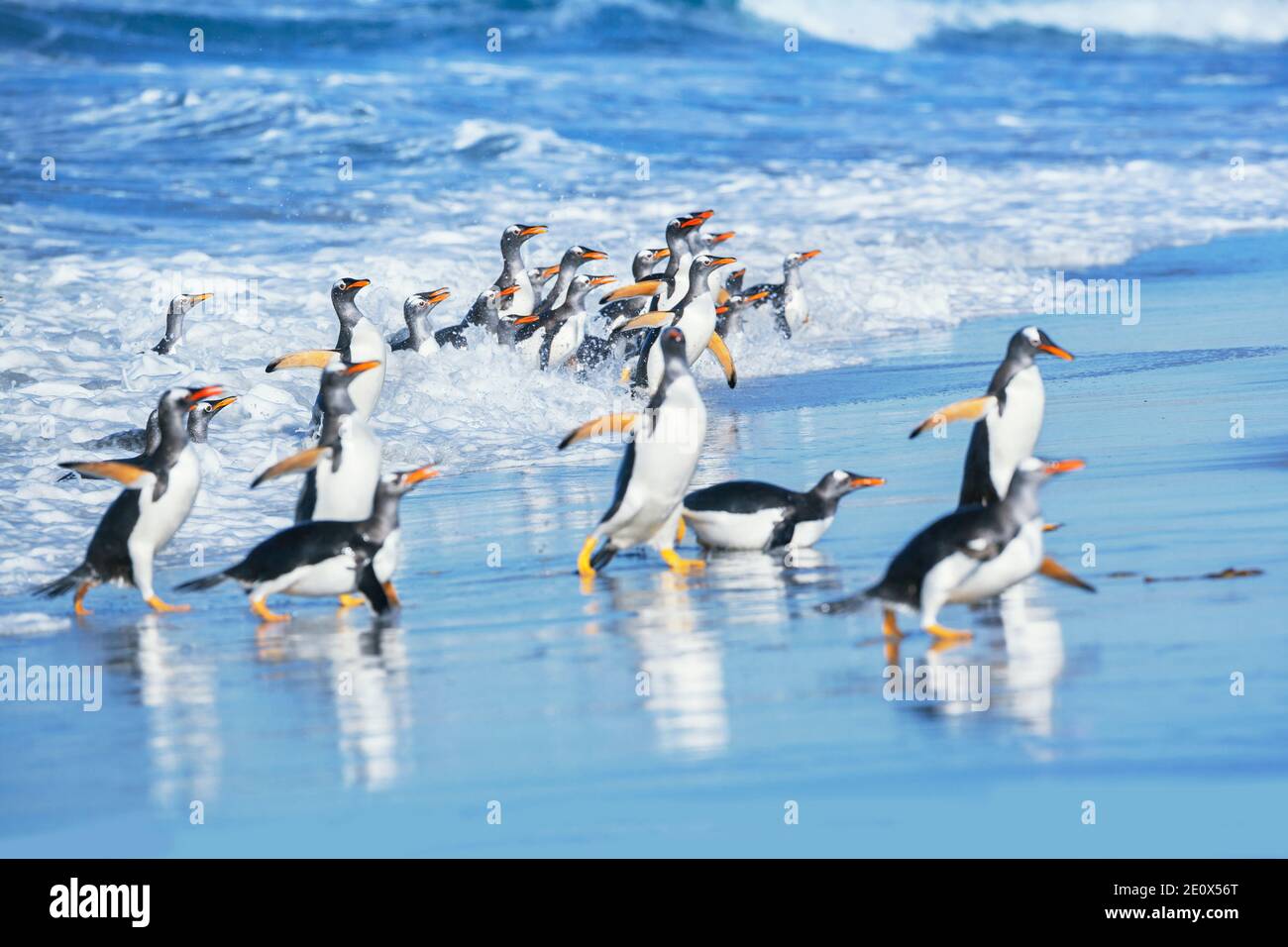 I pinguini di Gentoo (Pygocelis papua papua) uscire dall'acqua, Sea Lion Island, Isole Falkland, Sud America Foto Stock